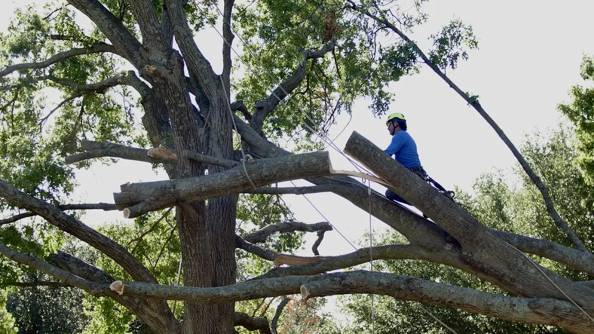 Professional Crown Thinning performed by certified arborists in Fort Hall