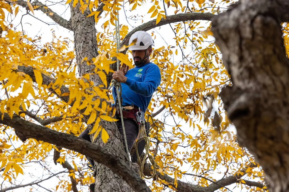 Skilled Tree Pruning crew working in Fort Hall